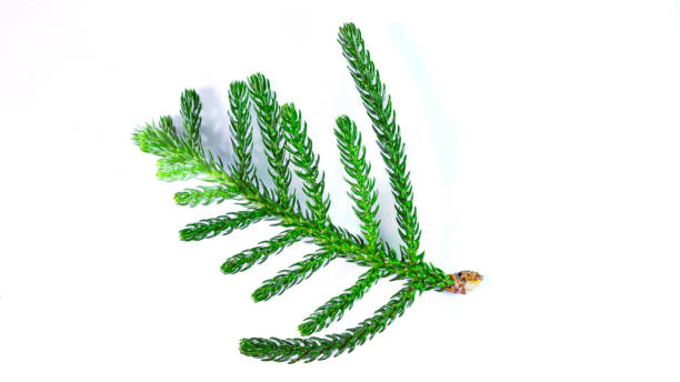 istock Pinales, leaves, green, including branches, on a white background, isolated 1761244910