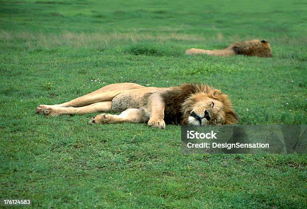 Sleeping Lions Serrengetti National Park Tanzania Africa Stock Photo - Download Image Now