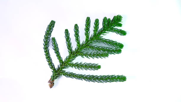 istock Pinales, leaves, black and white, as well as branches, on a white background, isolated 1761247641