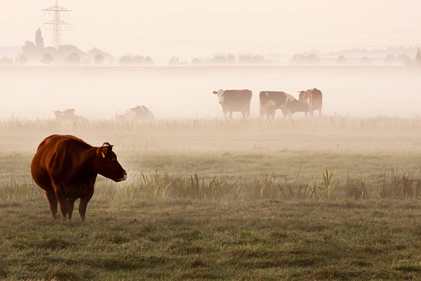 istock Cows in foggy meadow 176124801