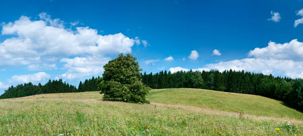 istock Highland panorama 64MPix XXXXL - lonely tree, meadow, blue sky 176124824