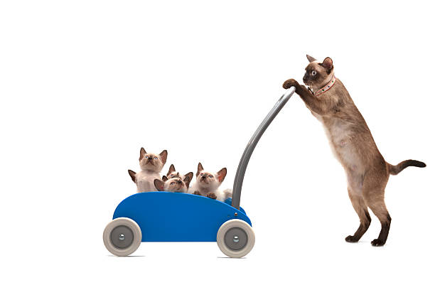 Mother Siamese cat is taking a tour with her babies in a stroller.