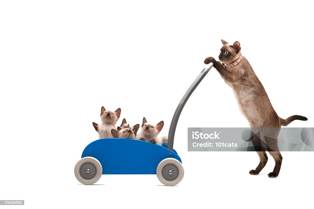 happy family Mother Siamese cat is taking a tour with her babies in a stroller. Domestic Cat Stock Photo