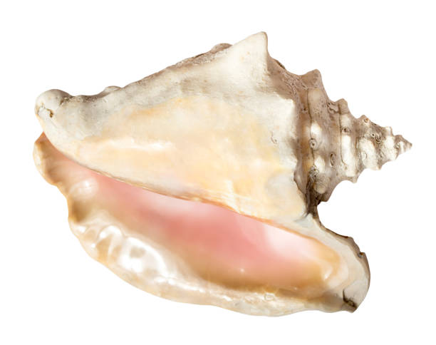 istock empty conch of mollusk isolated on white 1761249842