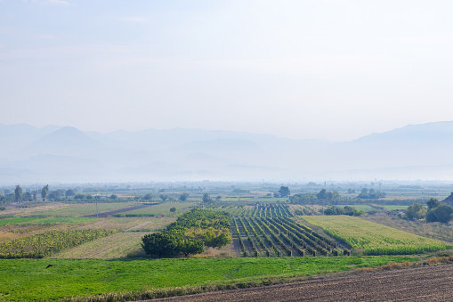 corn fields, vegetable gardens, vineyards and mountains in the fog on background in Ararat plain in Armenia on autumn morning