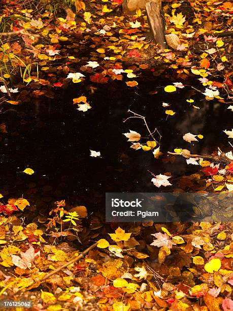 Forest Rural Trees On A Pond In Autumn Stock Photo - Download Image Now - Algonquin Provincial Park, Autumn, Backgrounds