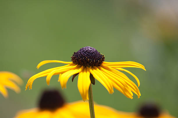 istock Yellow Flower with deep green background 176125096