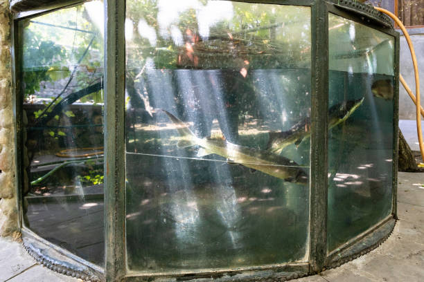 istock outdoor glass pool with live sturgeons 1761251447