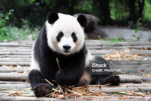Giant Panda Stockfoto und mehr Bilder von Panda - Panda, Großer Panda, Zoo
