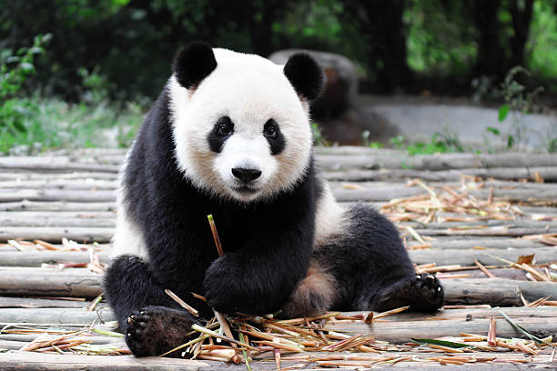 Giant Panda A lovely giant panda is smiling and looking at camera animals in captivity stock pictures, royalty-free photos & images