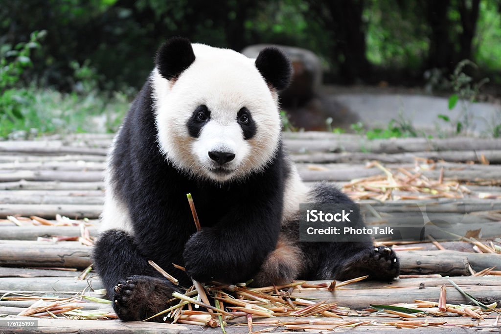 Panda-gigante - Royalty-free Panda - Mamífero de quatro patas Foto de stock