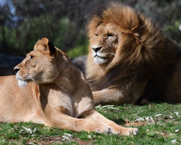 istock Male lion and lioness 1761252573
