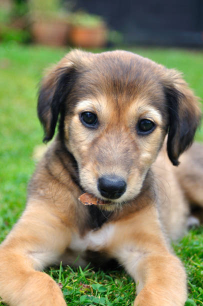 Puppy with leaf Saluki cross Lurcher puppy with a leaf in her mouth. saluki stock pictures, royalty-free photos & images