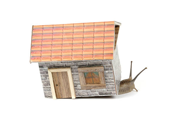 Snail in Dollhouse