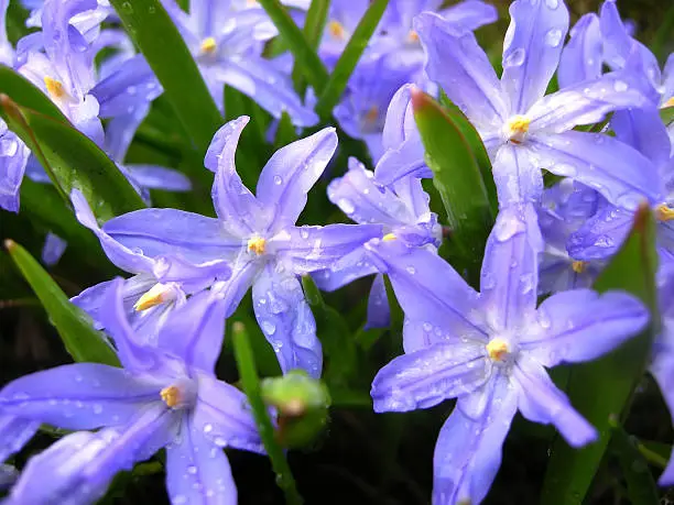 "raindrops on glory of the snow flowers, Varberg / Sweden"