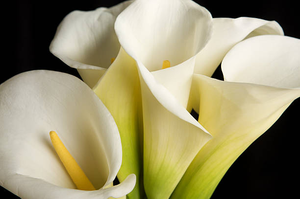 istock Calla Lily Flowers with Black Background 176125496