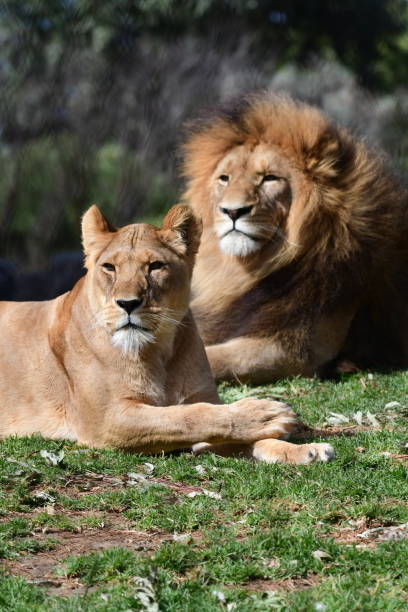 istock Male lion with lioness 1761258062