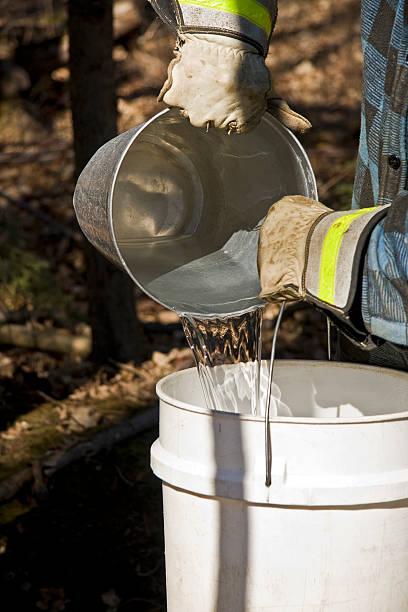 istock Farmer collects maple sap into bucket to make syrup 176125841