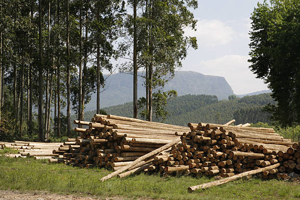 istock Forestry Mpumalanga South Africa 176126091