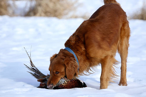 labrador dourado com faisão - pheasant hunting dog retriever - fotografias e filmes do acervo