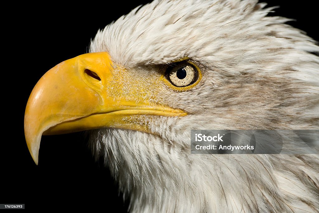 Bald Eagle (Haliaeetus Leucocephalus Nahaufnahme - Lizenzfrei Adler Stock-Foto