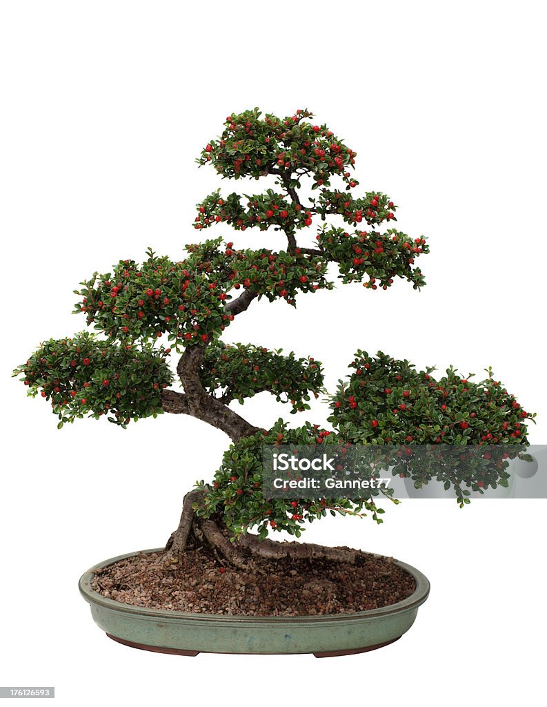 Cotoneaster Bonsai Tree Isolated on white "Cotoneaster Bonsai tree isolated on whiteAnother view of the same tree, two years previously:" Bonsai Tree Stock Photo