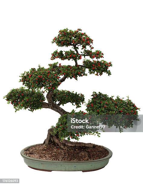 Cotoneaster Bonsai Tree Isolated On White Stock Photo - Download Image Now - Bonsai Tree, White Background, Tree