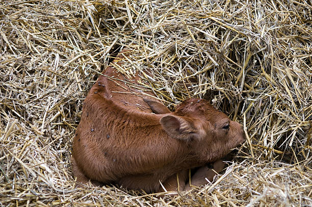 Newborn. "Newborn calf, coveret in hay." sleeping cow stock pictures, royalty-free photos & images