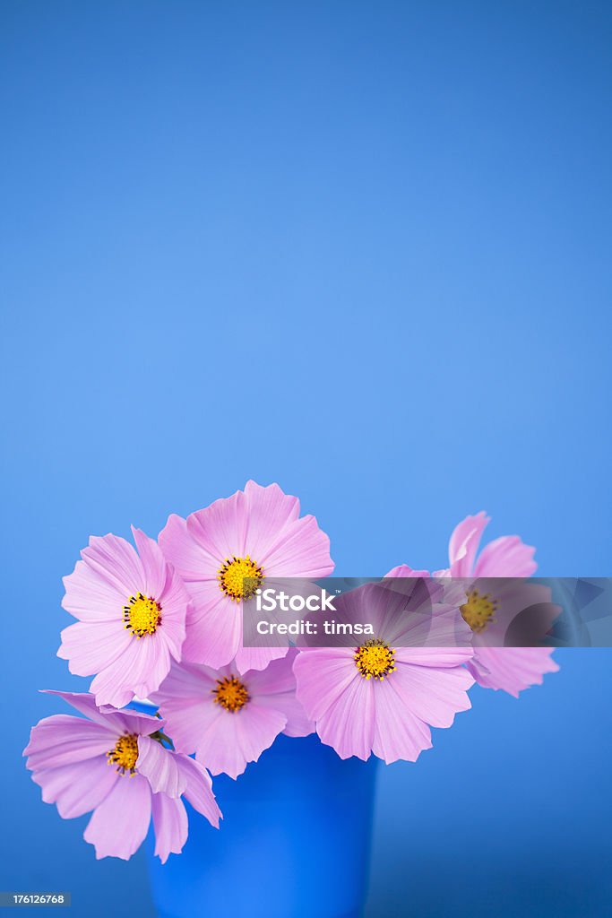 ピンクのコスモスにブルーと copyspace - まぶしいのロイヤリティフリーストックフォト