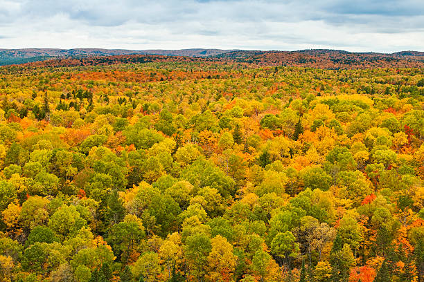 istock Forest rural trees in autumn 176126818