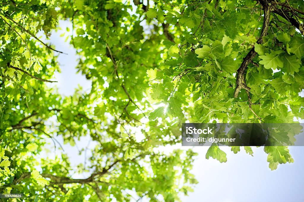 Quercia vegetazione lussureggiante e cielo - Foto stock royalty-free di Albero