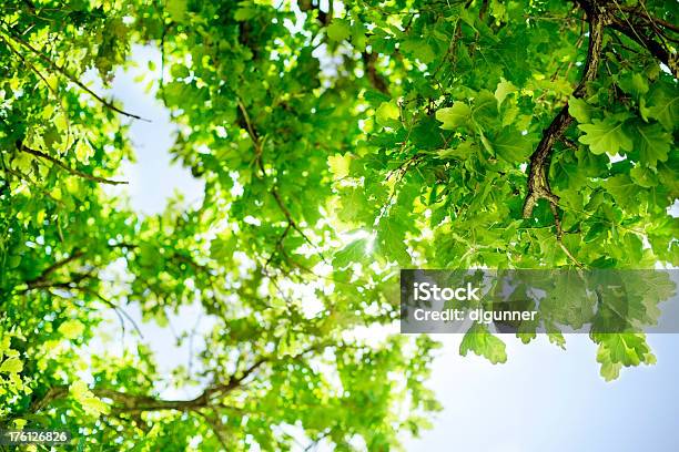 Quercia Vegetazione Lussureggiante E Cielo - Fotografie stock e altre immagini di Albero - Albero, Guardare in su, Foglia