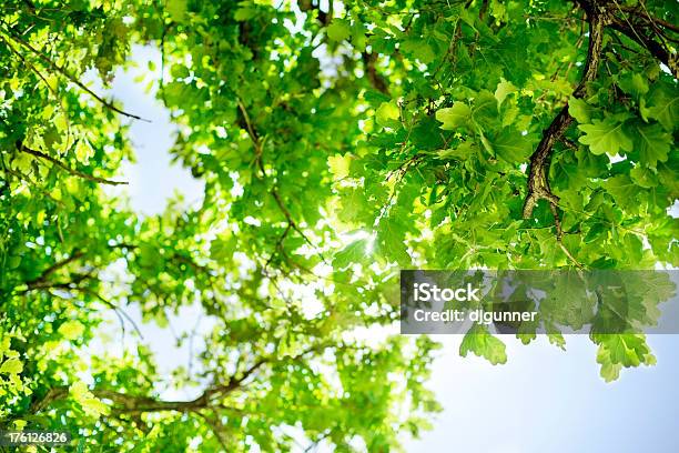 Дуб Листьев И Неба — стоковые фотографии и другие картинки Дерево - Дерево, Смотреть вверх, Лист