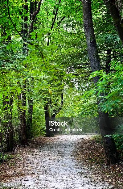 Caminho Na Floresta De Outono - Fotografias de stock e mais imagens de Ao Ar Livre - Ao Ar Livre, Beleza natural, Colorido