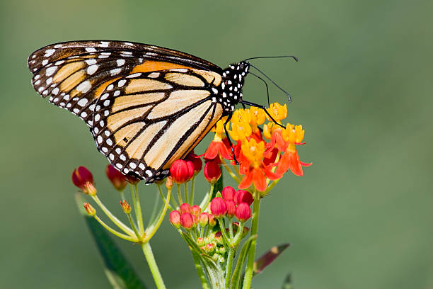 istock Monarch Butterfly on Lantana Flowers 176127387