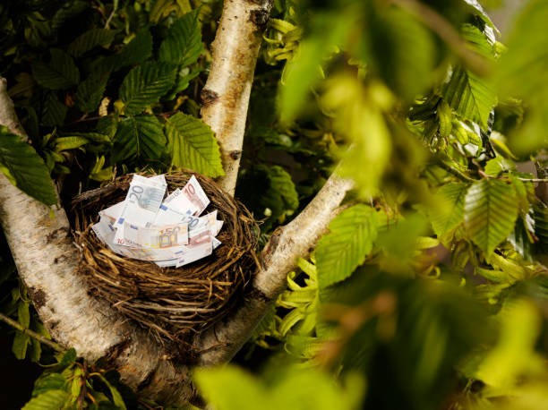istock Euros in a Birds Nest 176127409