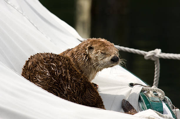 River Otter in a Sailboat with Yoda Pose