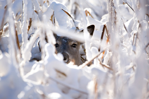 Whitetail doe looks through the snowy cattails in this beautiful winter scene.