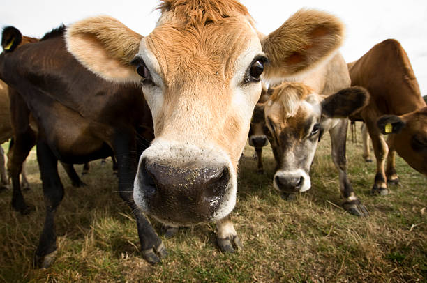 istock Young Jersey Cow in the Field 176127663