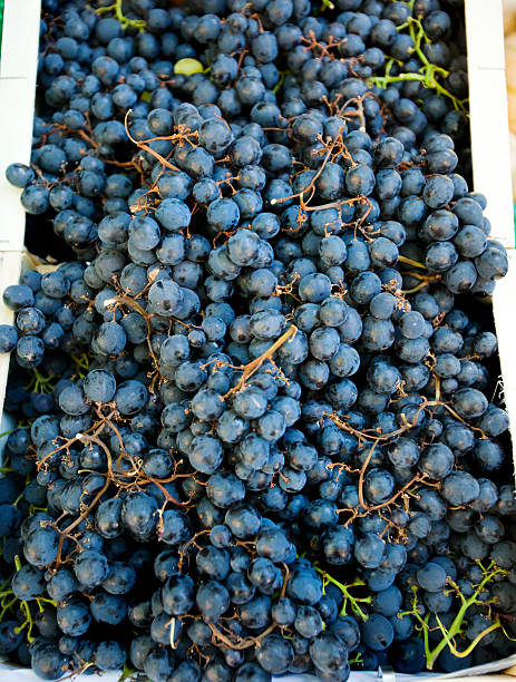 istock Purple Grapes at Market in Provence 176127682