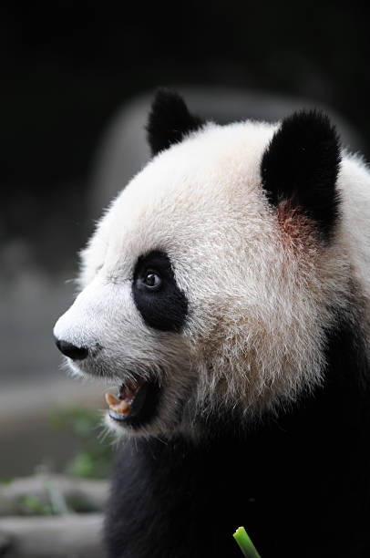 крупнейшие gaint панда - shouting screaming furious silhouette стоковые фото и изображения