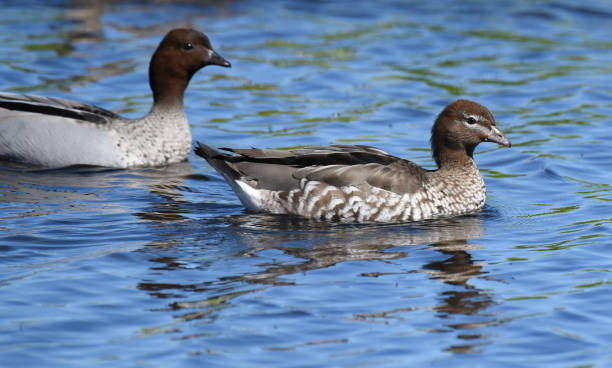 istock Pair of Australian wood duck (Chenonetta jubata) 1761277871