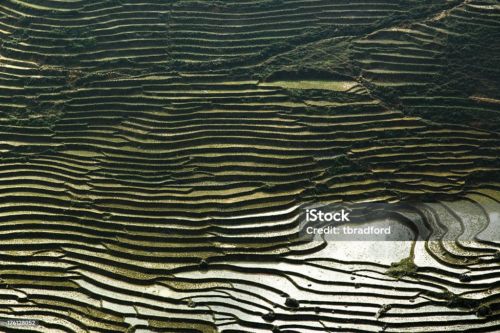 Рисовая терраса - Стоковые фото Абстрактный роялти-фри