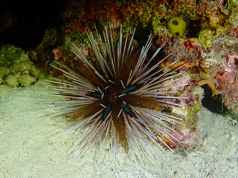 Sea urchin on the sandy bottom of a coral reef.