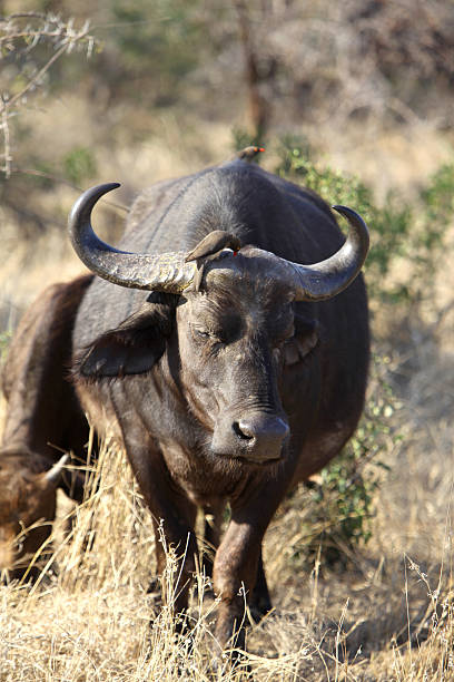 istock African Buffalo With Red-Billed Oxpeckers 176128692