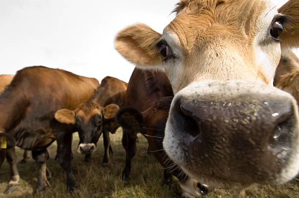 istock Young Jersey Cow in the Field 176128851