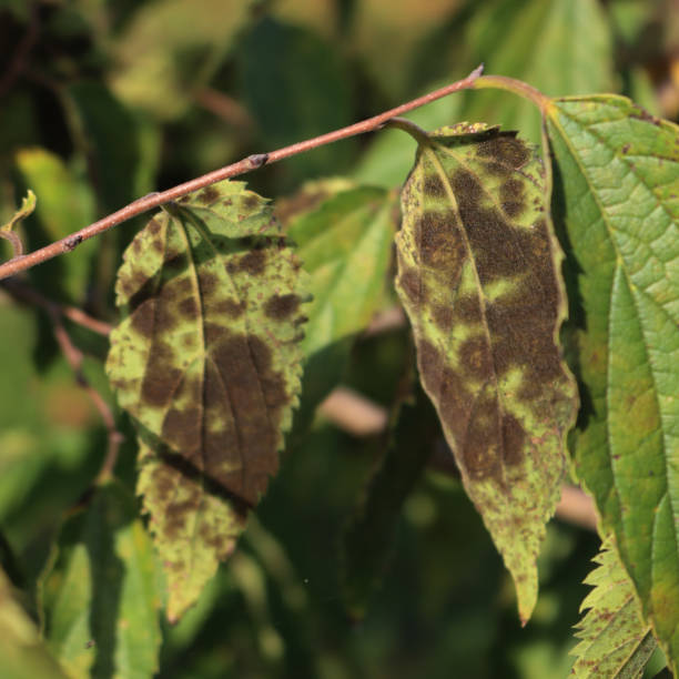 istock Celtis australis. European nettle tree with many dark spots on leaves 1761289754