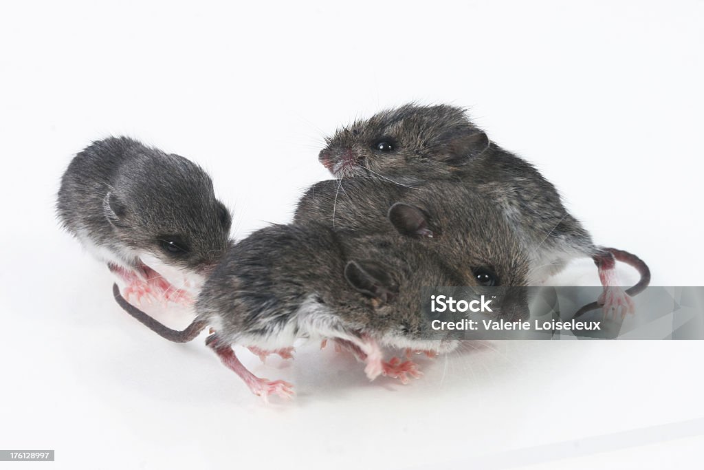 Baby campo mice - Foto stock royalty-free di Animale