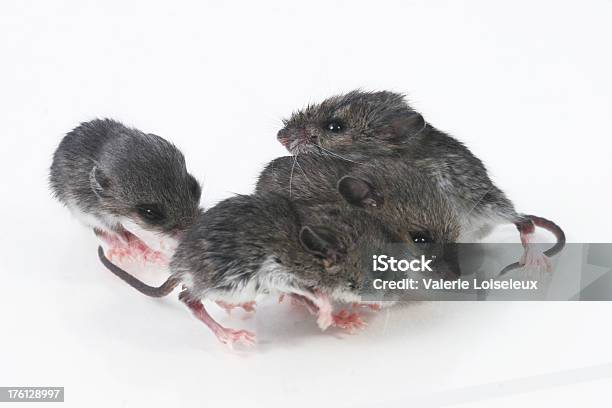 Baby Campo Mice - Fotografie stock e altre immagini di Animale - Animale, Animale appena nato, Animale nocivo