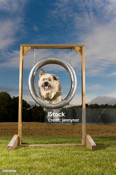 Agilität Hund Stockfoto und mehr Bilder von Hund - Hund, Hindernisparcours, Gymnastikreifen